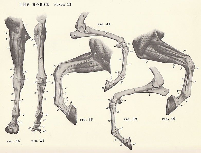 782x594 Vintage Horse Leg Hoof Joint Anatomy Illustration Animals