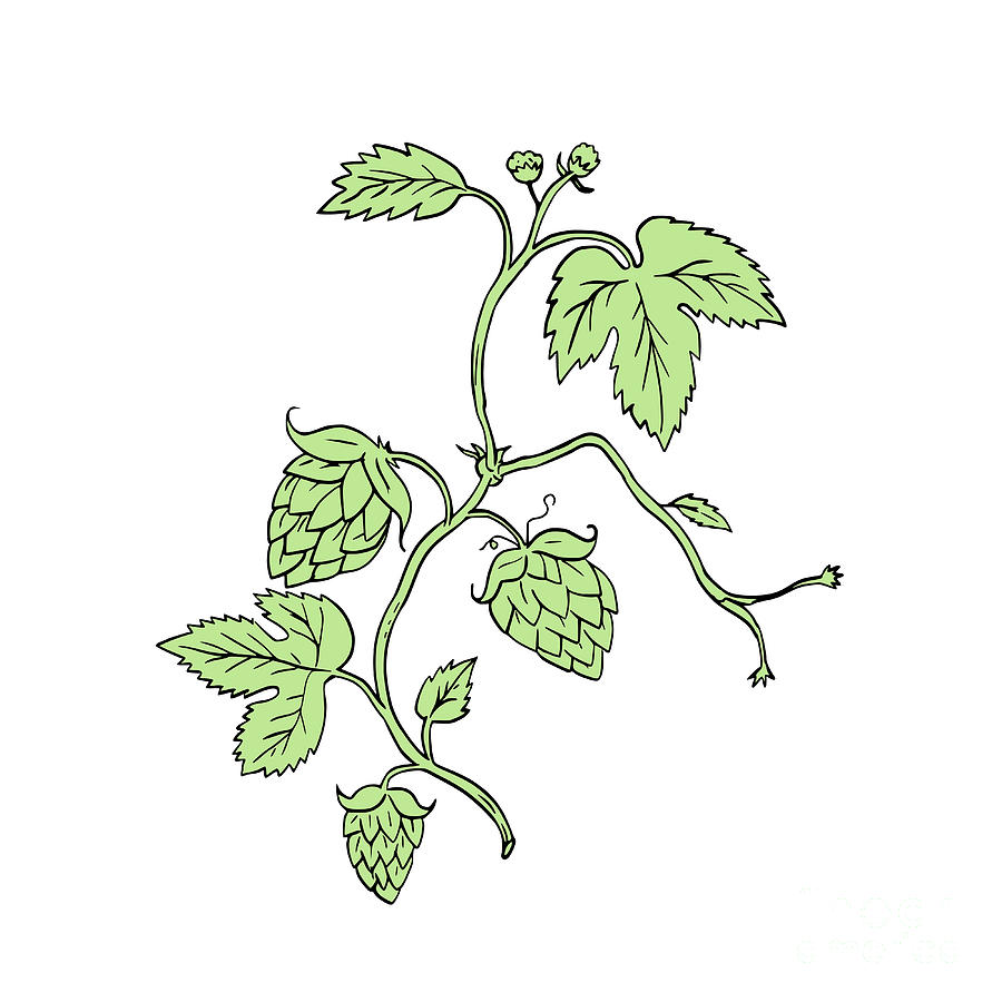 900x900 Hop Plant Climbing Drawing Digital Art By Aloysius Patrimonio