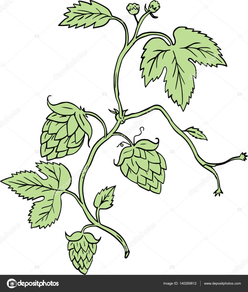 870x1024 Hop Plant Climbing Drawing Stock Vector Patrimonio