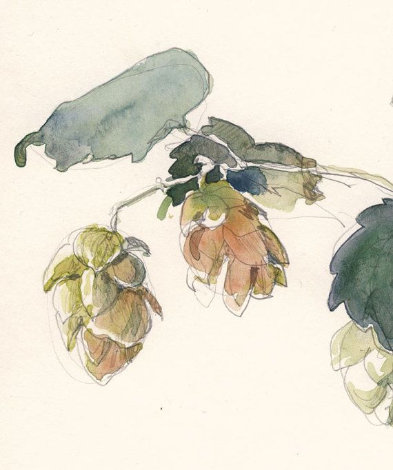 570x682 Hop Flower, Beer Plant. Watercolor Drawing, Print. Original Art By