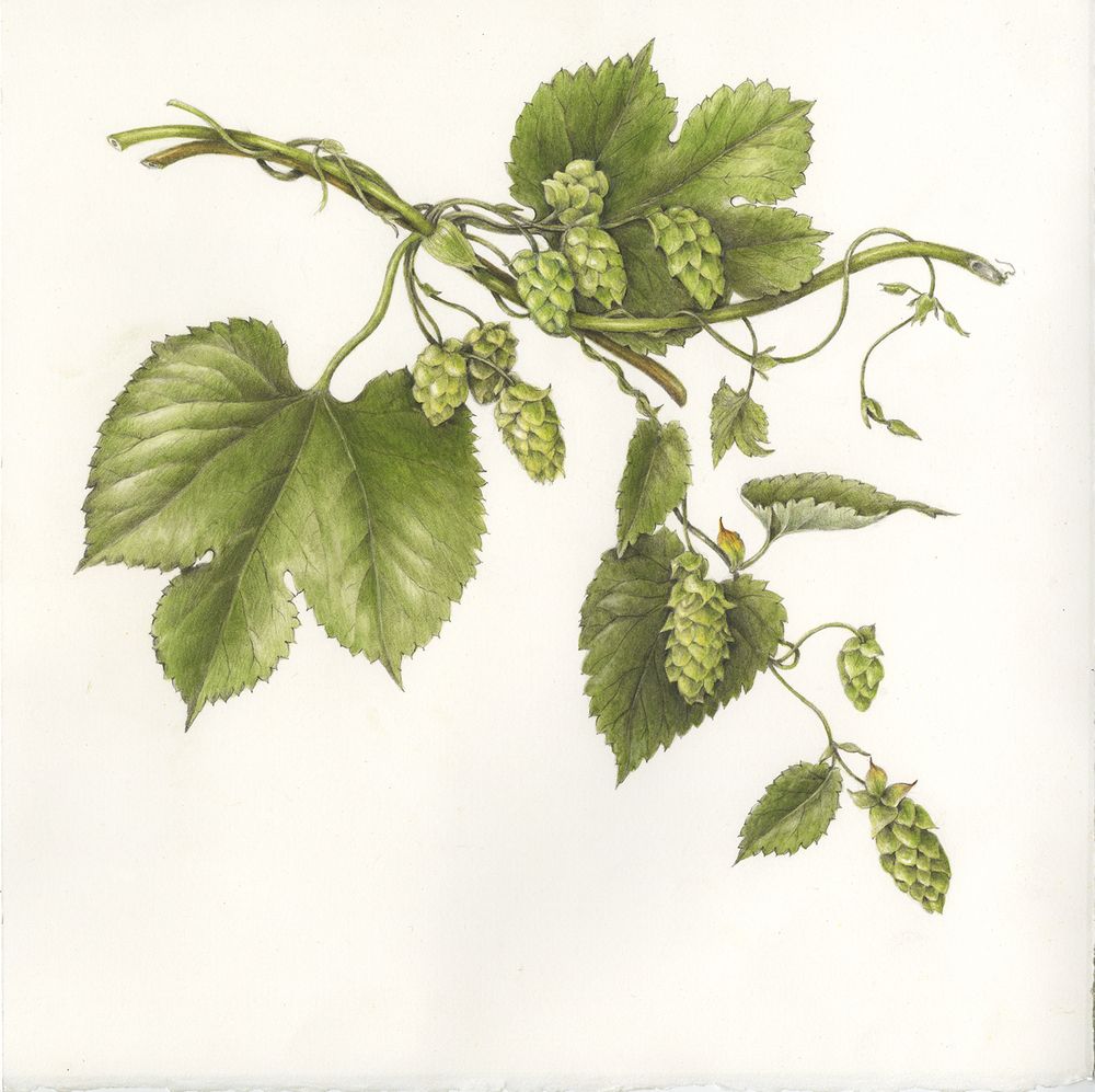 1000x997 Pin By Vova Krapivin On Biology Botanical Drawings