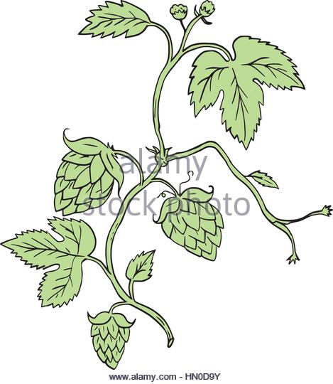 469x540 Drawing Style Illustration Hop Plant Stock Photos Amp Drawing Style