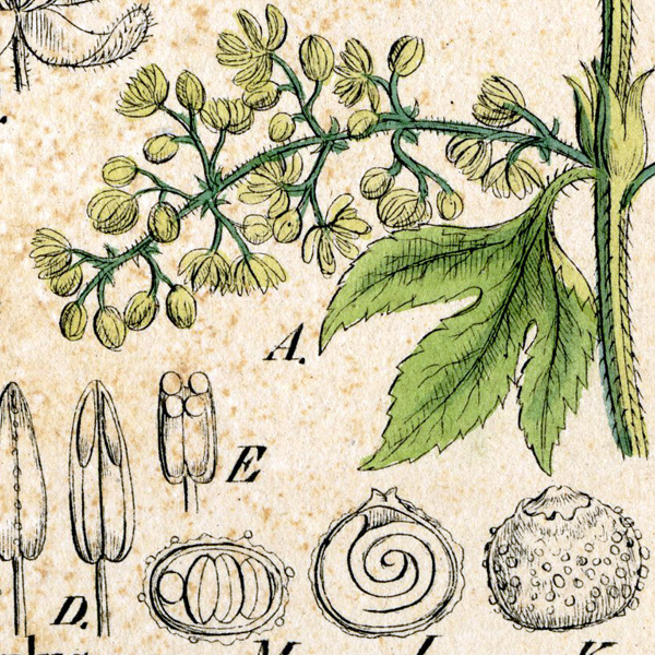 600x600 Economic Botany Gray Herbarium Arnold Arboretum Farlow Cryptogamic