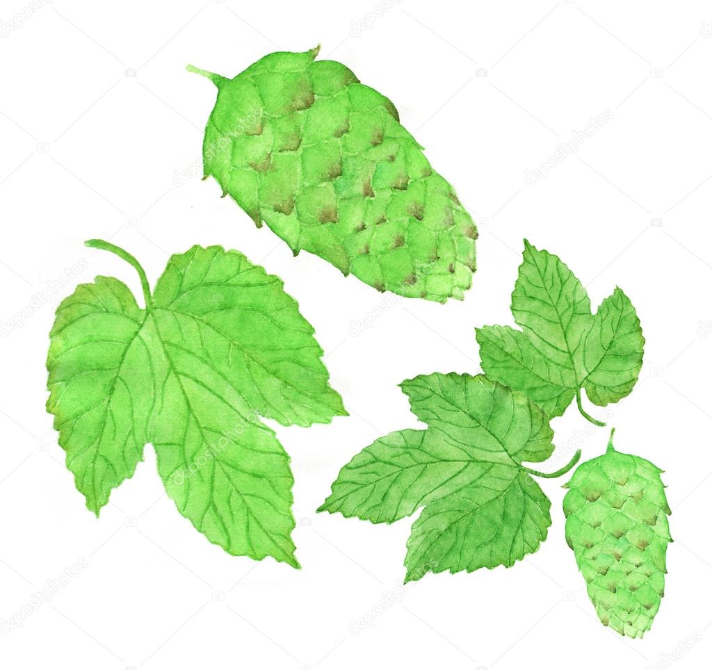 1024x964 Hop, Beer Brewing Set. Hand Drawn Flower And Leaves. Real