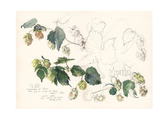 570x403 Hop Flower Beer Plant Print Watercolor Drawing Green Plant.