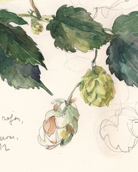 570x708 Hop Flower Beer Plant. Watercolor Drawing Print. By Catilustre