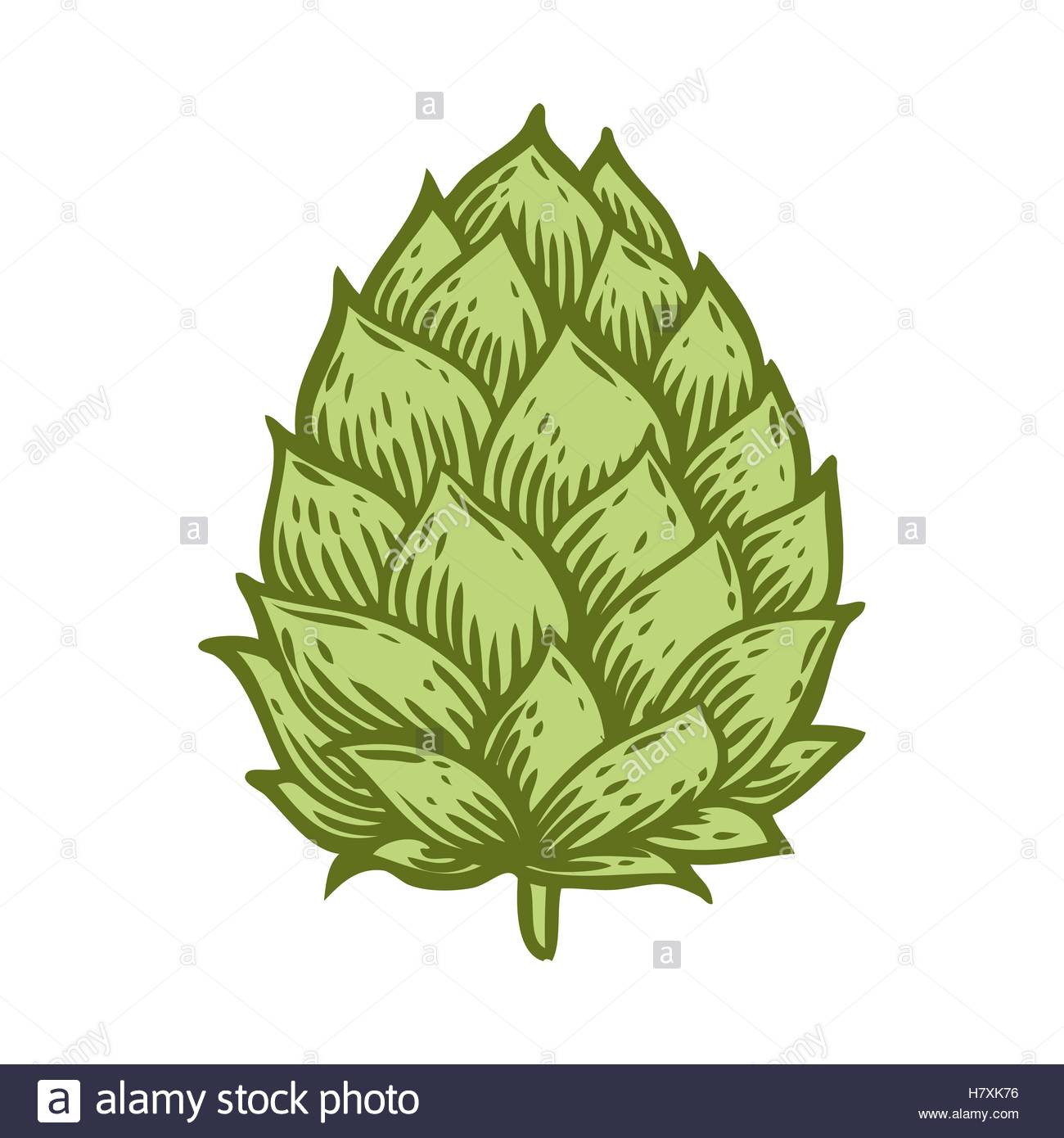 1300x1390 Hop Organic Herb Plant Which Is Used In The Brewery Of Beer.