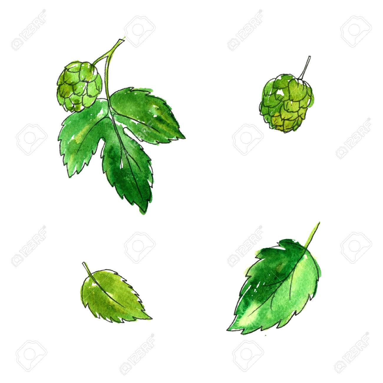 1300x1300 Isolated Watercolor Green Hop Leaves And Cones, Raw Materials