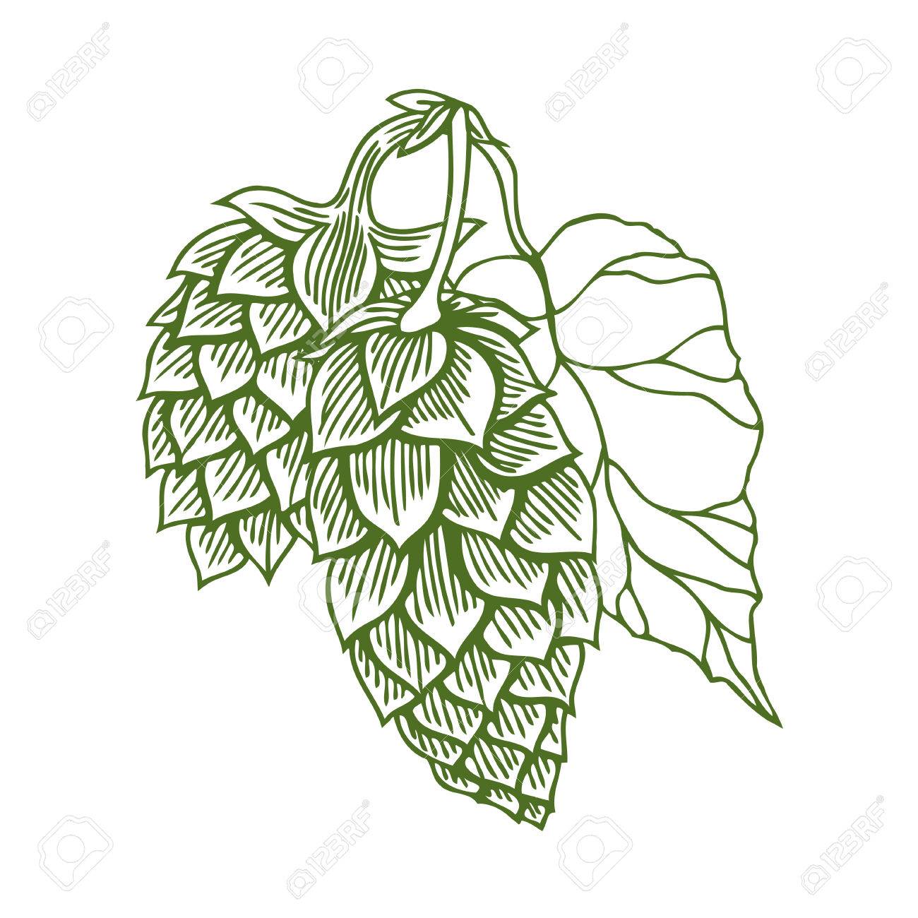 Hops Drawing at GetDrawings | Free download