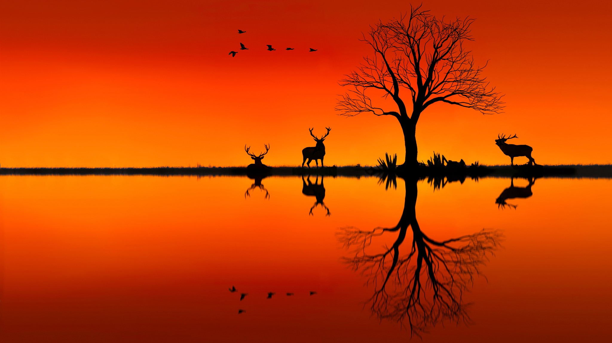 2048x1147 Elk On Horizon Sunset Evening, Hd Animals, 4k Wallpapers, Images