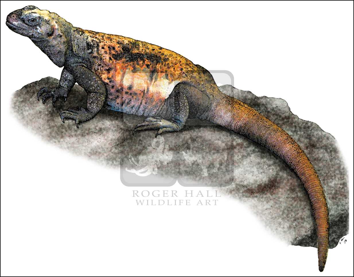 1234x967 Lizards Full Color Amp Line Art Illustrations