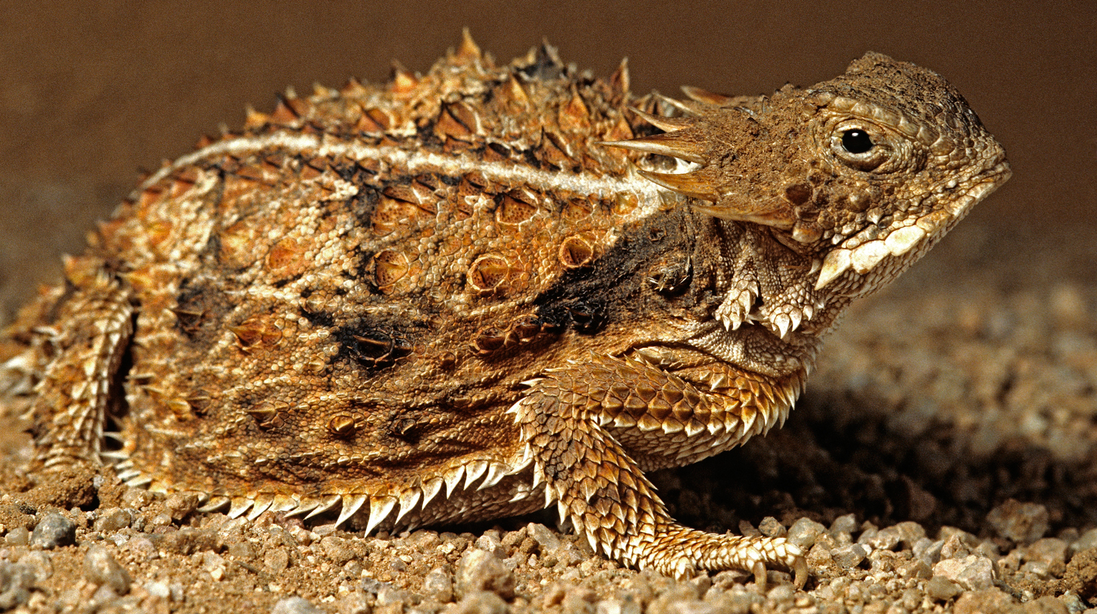 Horned Lizard Drawing at GetDrawings | Free download