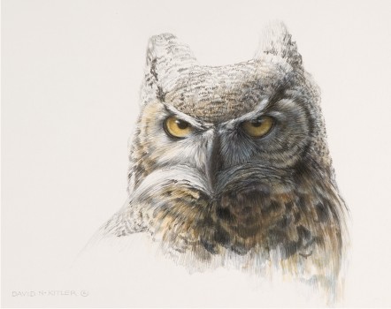 442x350 Horned Owl Sketch Related Keywords Amp Suggestions