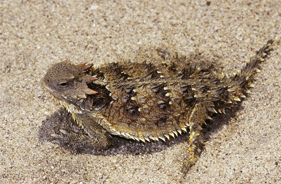 900x592 Coast Horned Lizard Or Horny Toad Photograph By Dante Fenolio