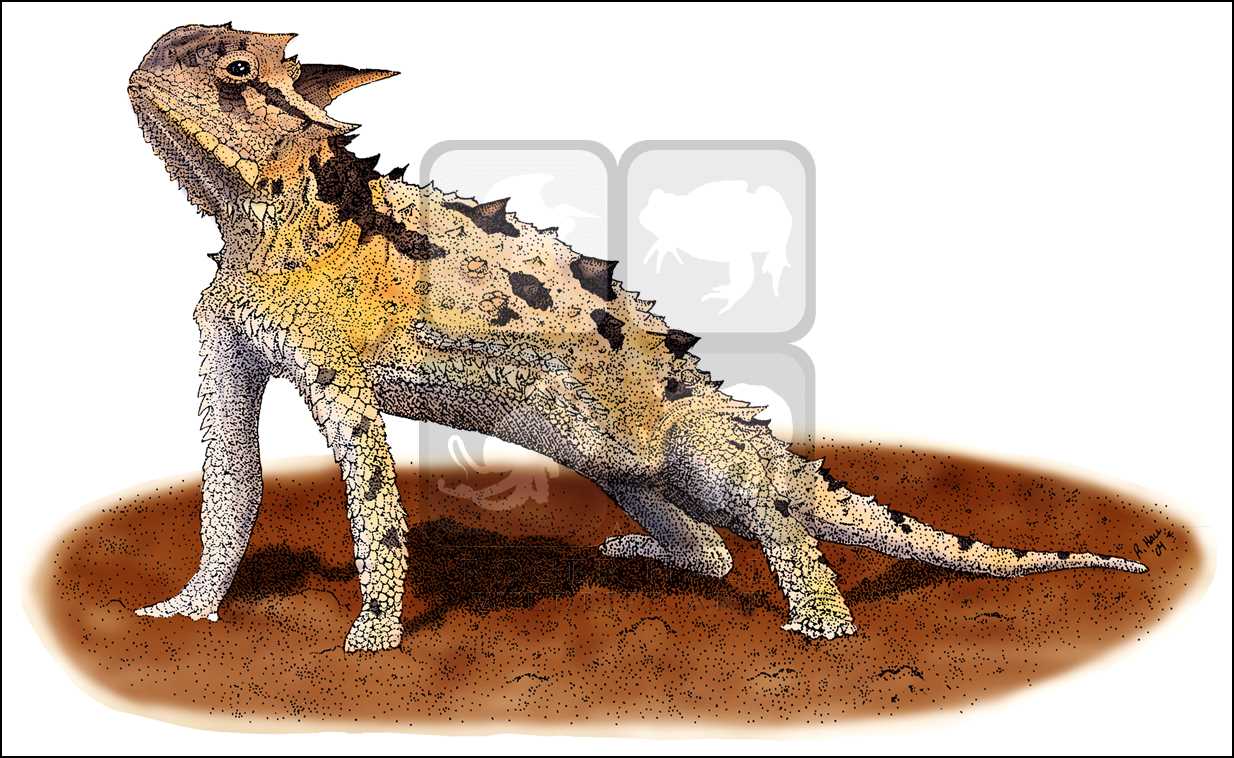 1234x758 Texas Horned Lizard (Phrynosoma Cornutum) Line Art And Full Color