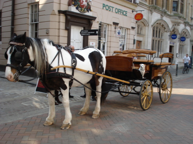 640x480 Photos Horse Drawn Carriage,