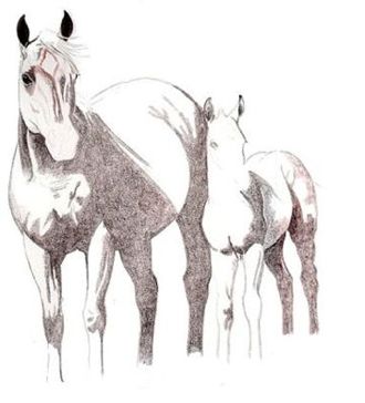 330x364 Aqha Mare And Foal Drawing Demonstration