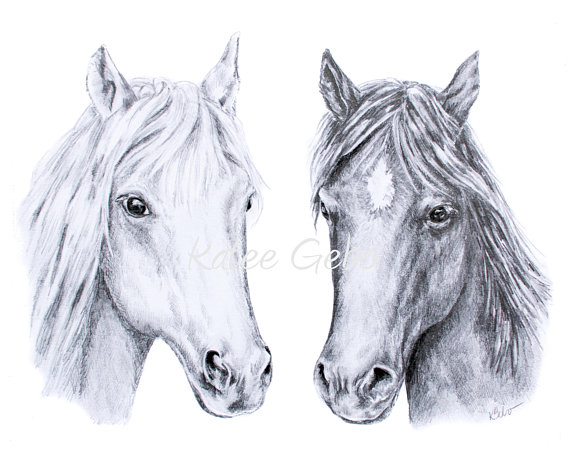 570x449 Horse Drawing Wall Art Two Horses Pencil Drawing Horse