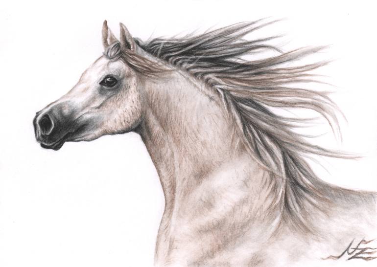 770x546 Saatchi Art Arabian Horse Drawing By Nicole Zeug