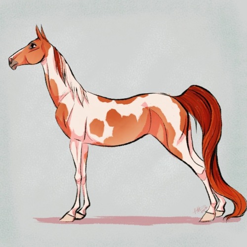 500x500 Daily Horse Drawings