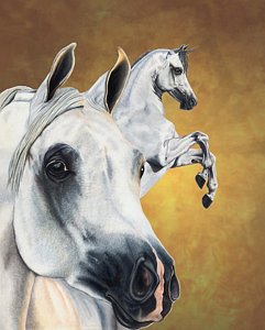 241x300 Horse Drawings Fine Art America