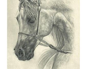 340x270 Horse Drawing Etsy
