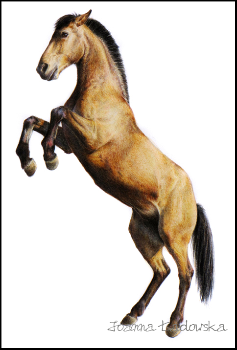 484x716 Horse Drawing By Ladowska