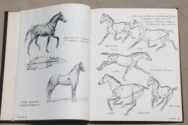 640x426 Draw Horses, H C Harlan 1950 Horse Art Drawing Pencil Sketching Book