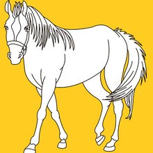 220x220 Horse Coloring Pages, Drawing For Kids, Reading Amp Learning