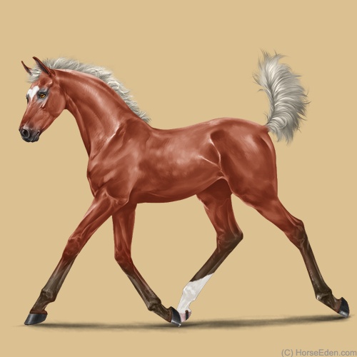 500x500 Horse Eden Eventing Is An Exciting Online Horse Game. Come Check