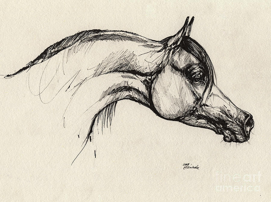 900x673 Arabian Horse Drawing 30 Drawing By Angel Ciesniarska