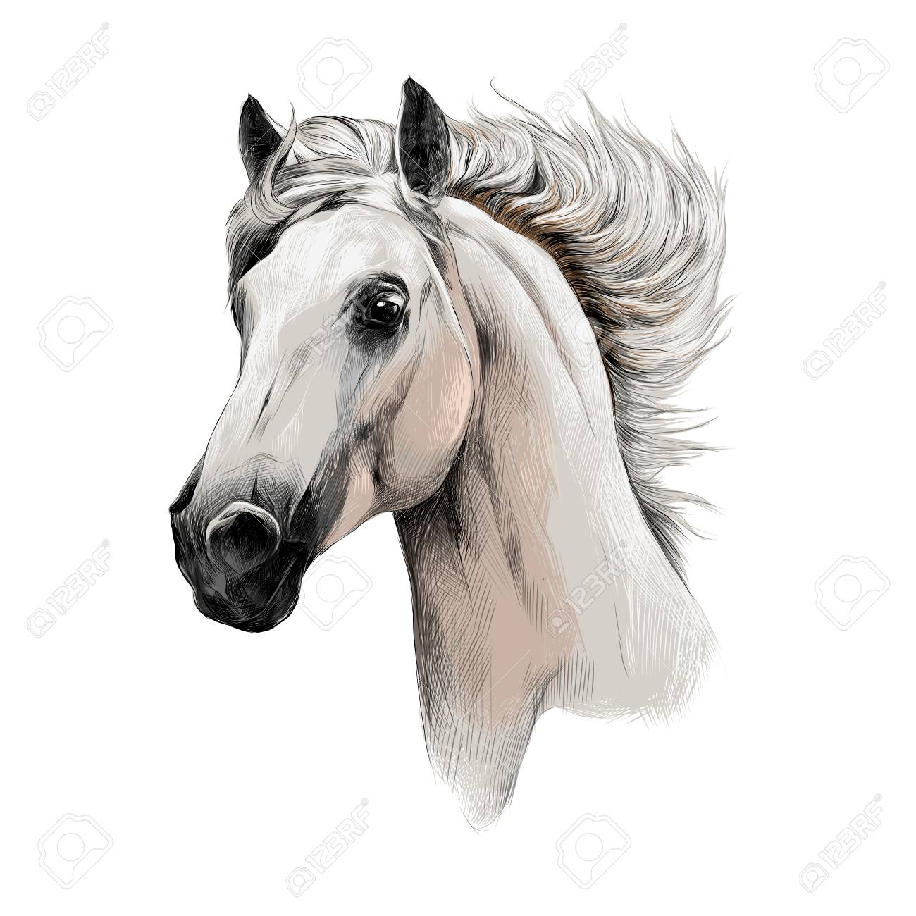 1300x1300 The White Horse Head Profile Sketch Vector Chart Color Picture