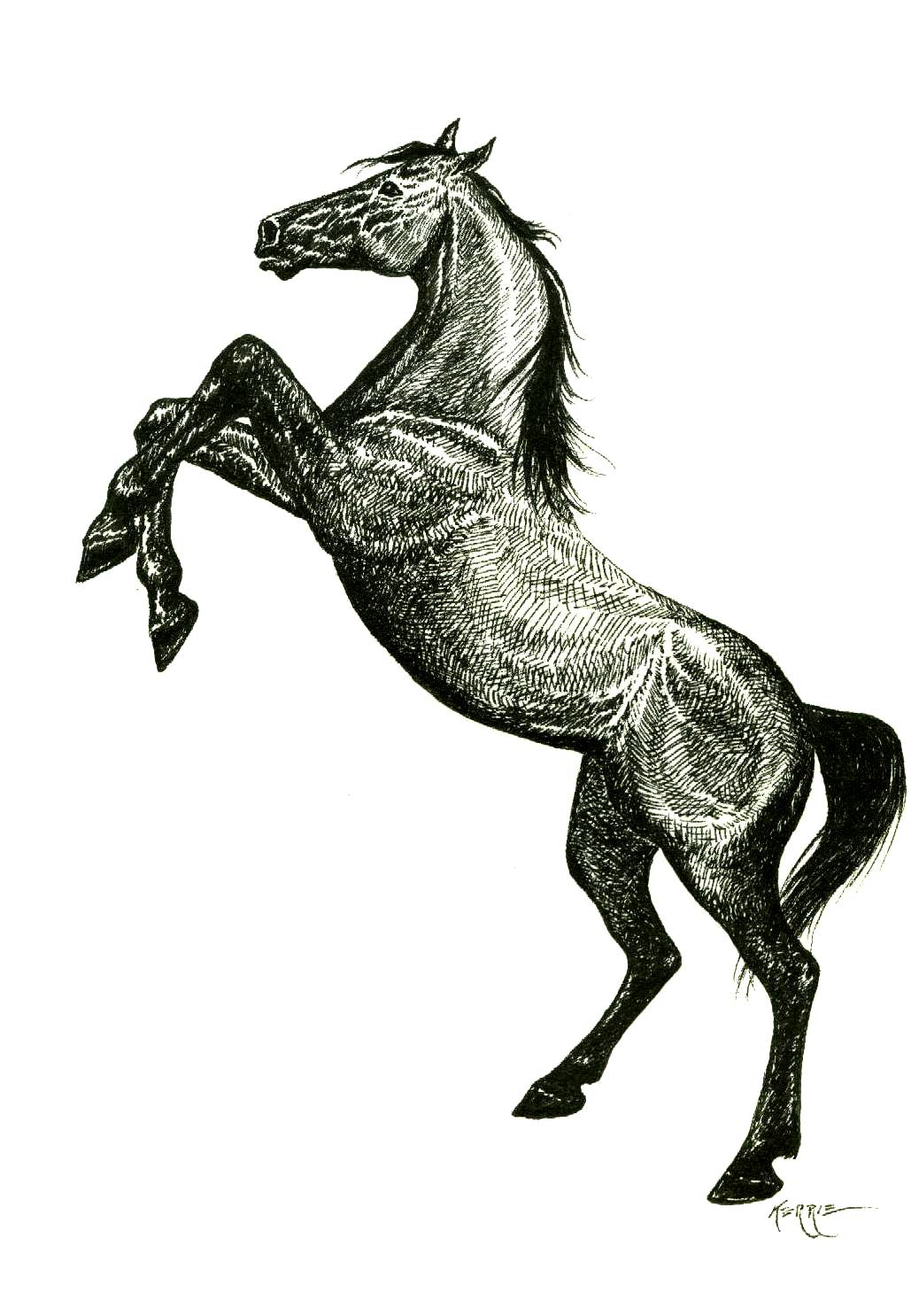 1029x1486 Horse Drawing