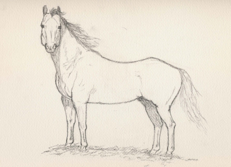 765x551 Horse Drawings