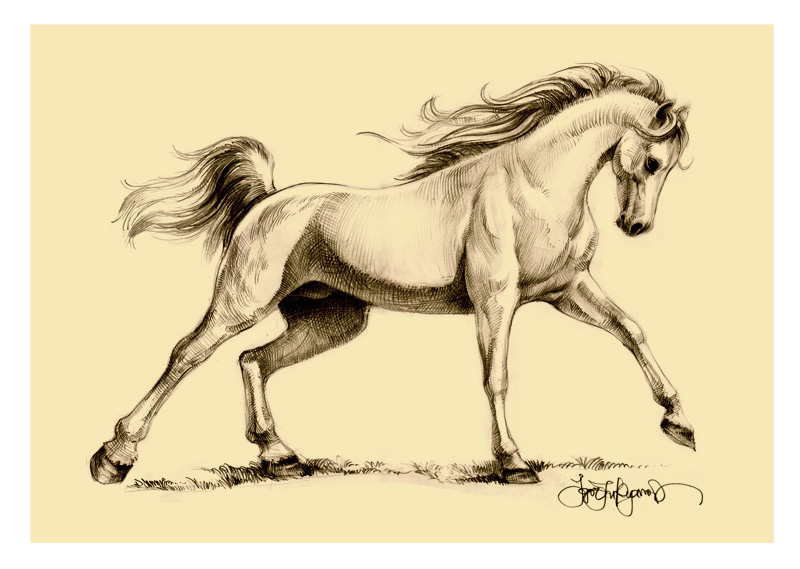 800x569 Horse Drawing