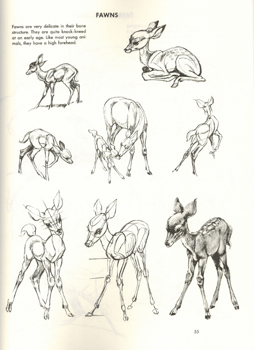 508x700 Kids Book Learn To Draw Animals Art Of Animal Drawing