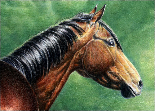 500x358 How To Draw Realistic Hair In Colored Pencil