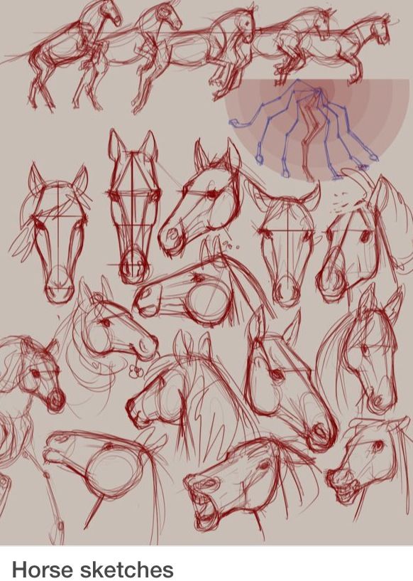 582x817 Horse Sketches I Love Horses! Cheval Painting Tutorial Art