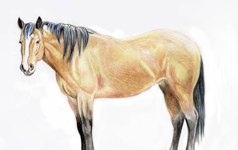 800x505 Horse Body Drawing By Horse Back Always