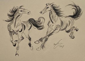 300x214 Horse Galloping Drawings