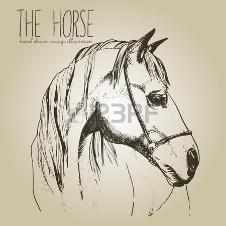 450x450 Sketch Of Horse Head Drawing In Retro Ink Style Royalty Free