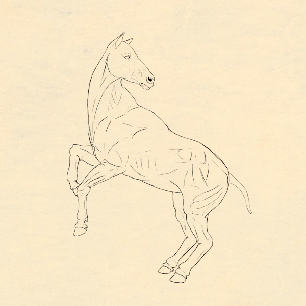 600x600 How To Draw Animals Horses, Their Anatomy And Poses