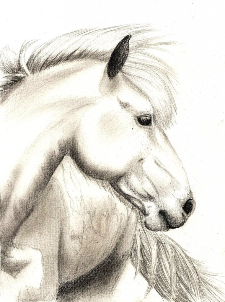 762x1024 Ideas Of Draw A Realistic Horse Best Photos Of Horse Head Drawings