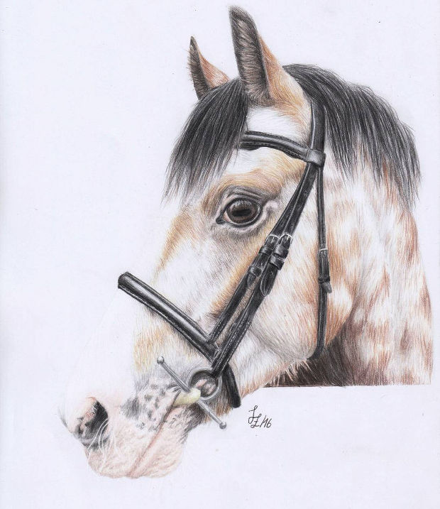 620x717 Horse Drawings, Art Ideas Design Trends