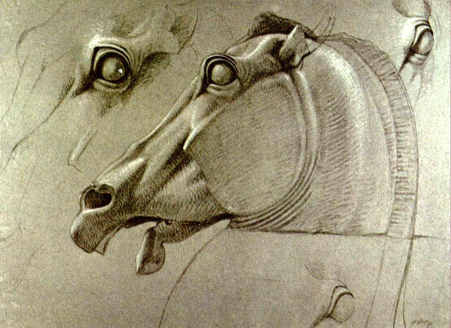 900x655 Horse Head Sketch Drawing By