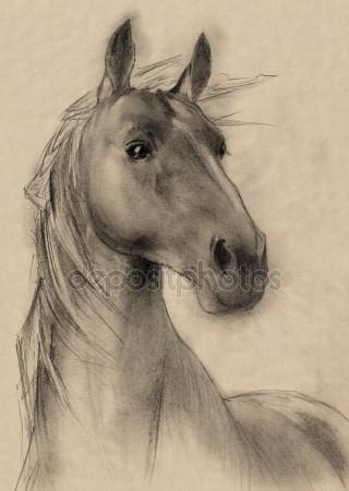 320x450 Horse Head Drawing Stock Photos, Royalty Free Horse Head Drawing