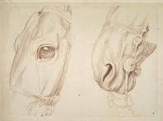 236x176 Image Result For Draw Realistic Horse Muzzle Horse Features