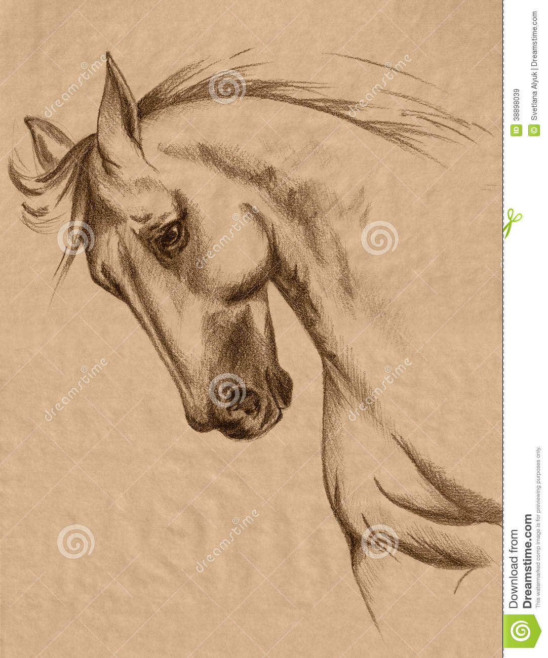 1082x1300 Best Photos Of Horse Head Drawings Realistic