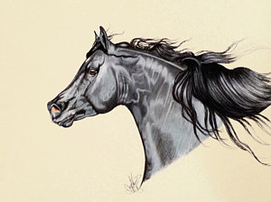 300x224 Cheryl Poland Horse Head Drawing Art Pixels