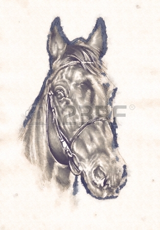 313x450 Freehand Horse Head Pencil Drawing Stock Photo, Picture